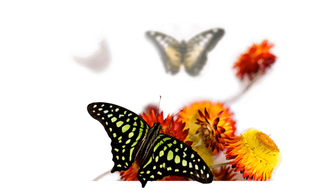 Салют живых бабочек